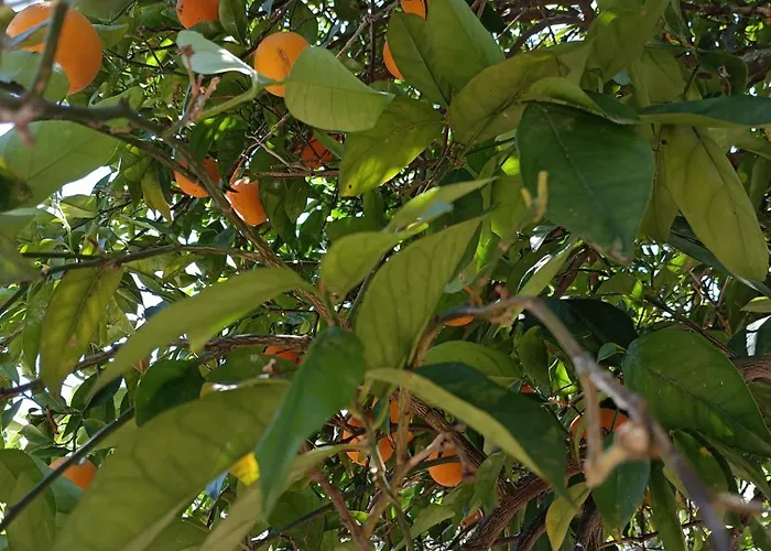 Seaesta Vasiliki 3 Lägenhet